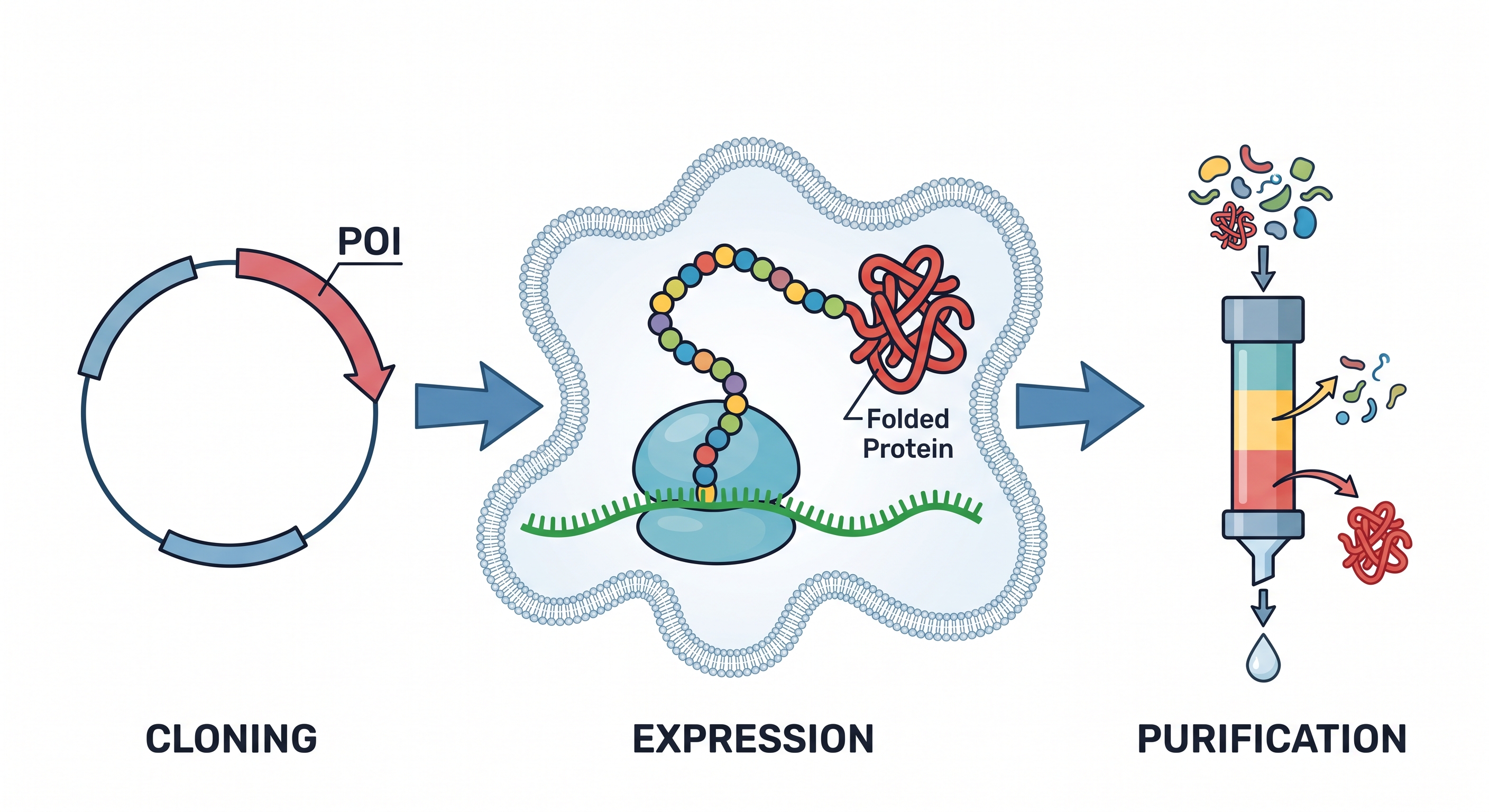 Protein production process